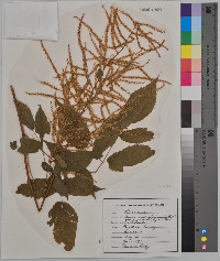 Aruncus allegheniensis image