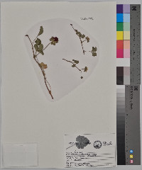 Potentilla indica image