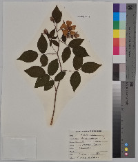 Rosa setigera image