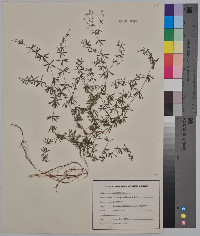 Galium concinnum image