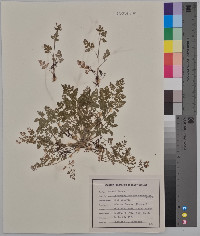 Chaerophyllum procumbens image