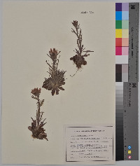 Castilleja coccinea image