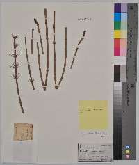 Equisetum fluviatile image