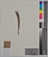 Equisetum pratense image