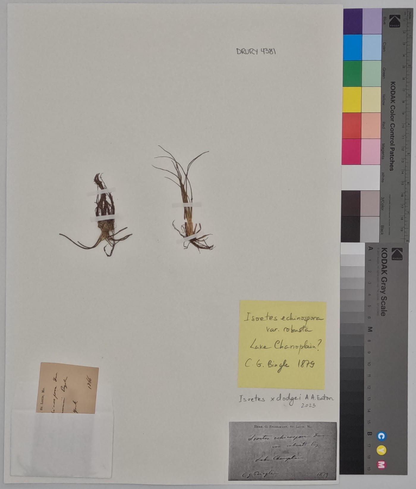 Isoëtes echinospora var. robusta image