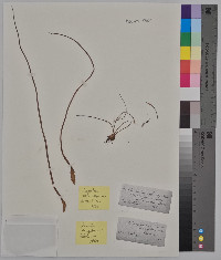 Isoëtes engelmannii image