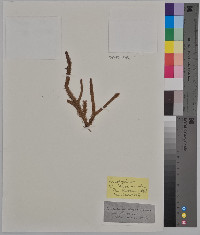 Lycopodiella alopecuroides image