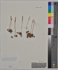 Lycopodium carolinianum image