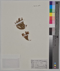 Lycopodium selago image