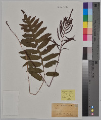 Woodwardia angustifolia image