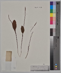 Ophioglossum vulgatum image