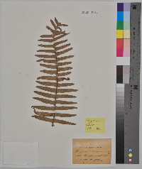 Polypodium californicum image