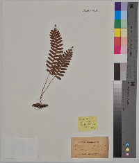 Polypodium vulgare image