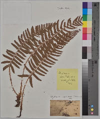 Aspidium acrostichoides image