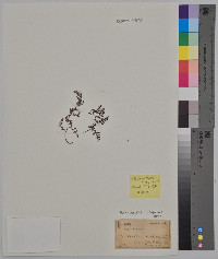 Myriopteris cooperae image