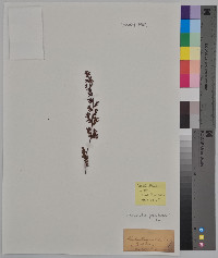 Cheilanthes vestita image