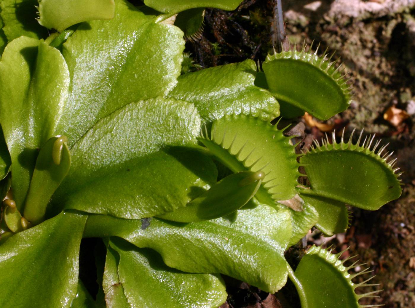 Dionaea image