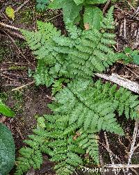 Dryopteris cristata image