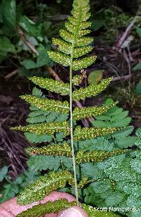 Dryopteris cristata image