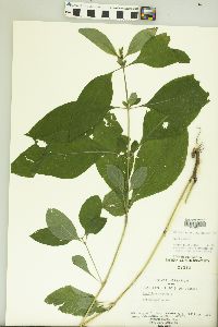 Ruellia strepens image