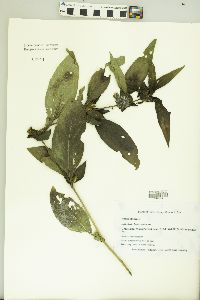 Ruellia strepens image