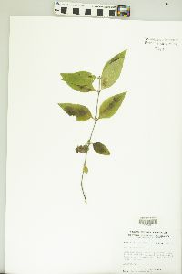 Ruellia strepens image