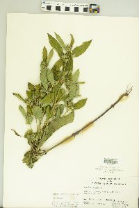 Ruellia strepens image