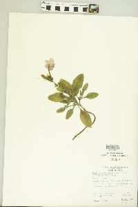 Ruellia caroliniensis var. semicalva image