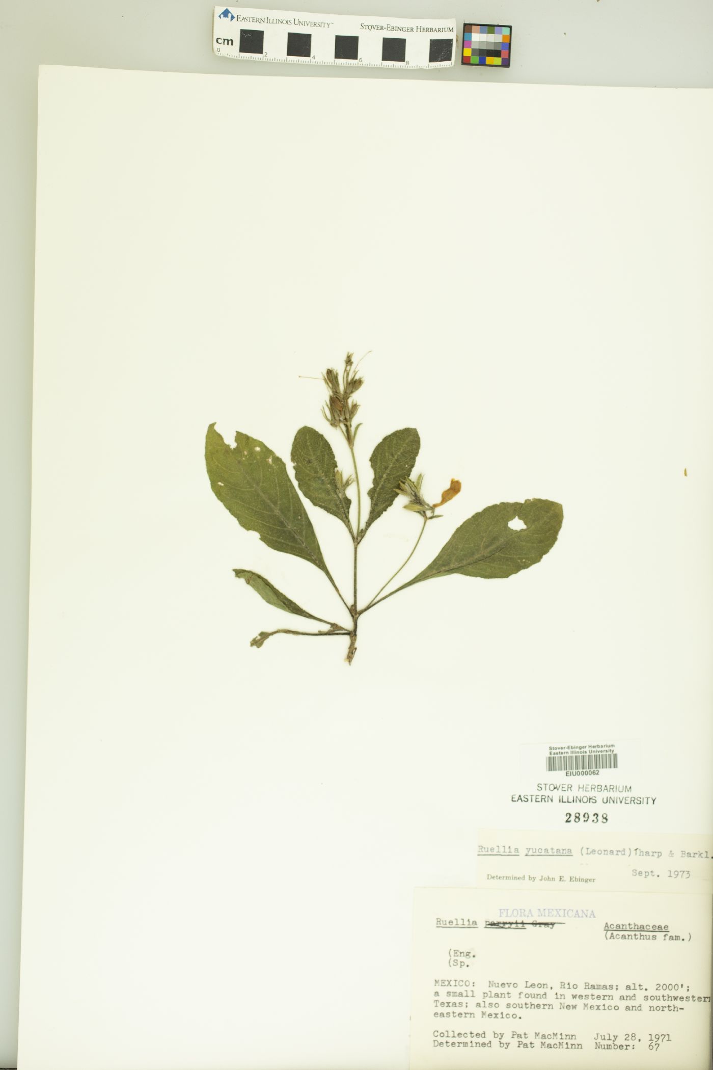 Ruellia yucatana image