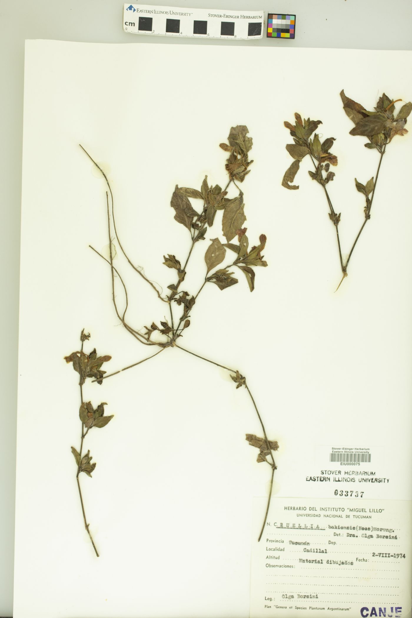 Ruellia bahiensis image