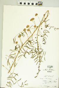 Mimosa microphylla image