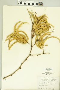 Prosopis juliflora image