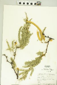 Prosopis laevigata image