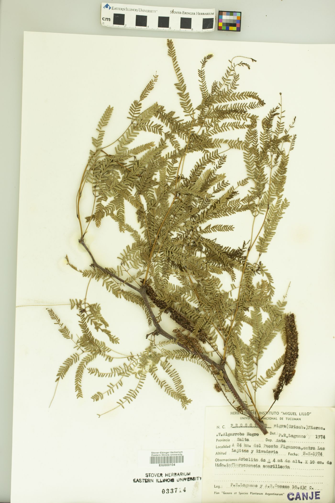 Prosopis nigra image