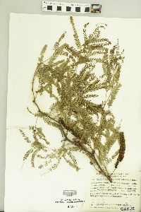 Image of Prosopis nigra