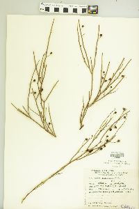 Image of Mimosa ephedroides