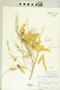 Mariosousa millefolia image