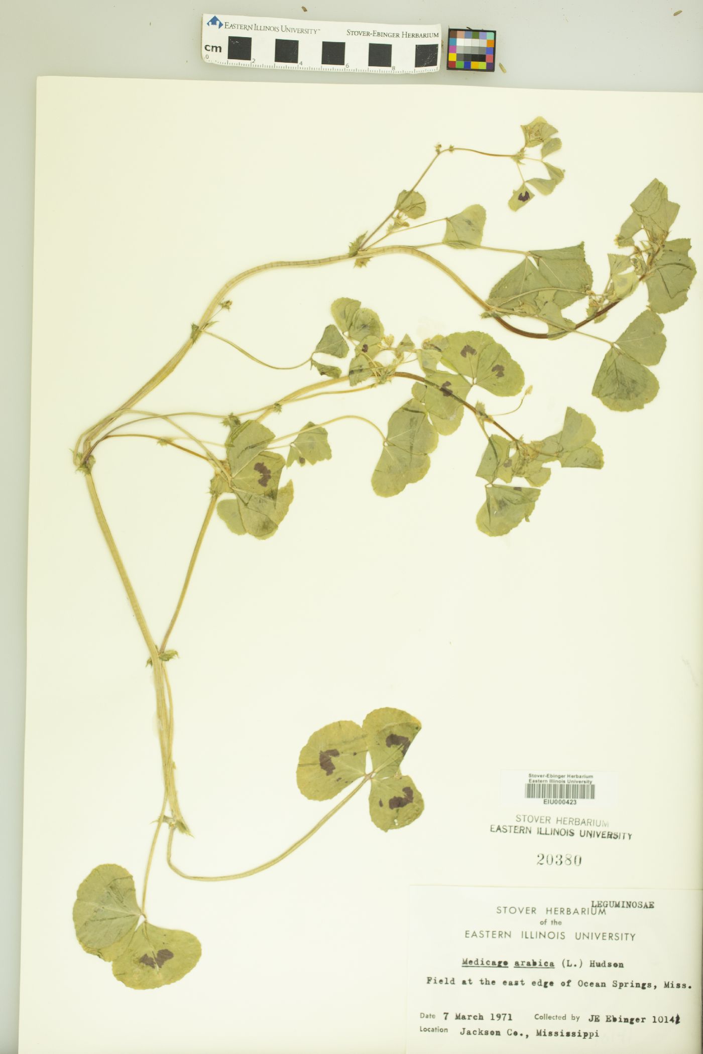 Medicago arabica image