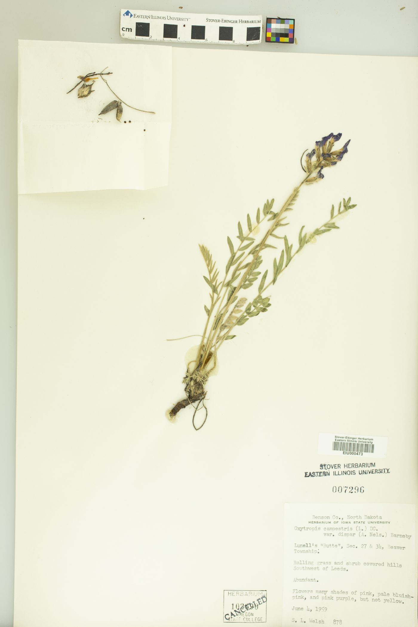 Oxytropis campestris var. dispar image