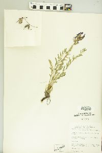 Oxytropis campestris var. dispar image