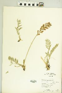 Oxytropis lambertii image