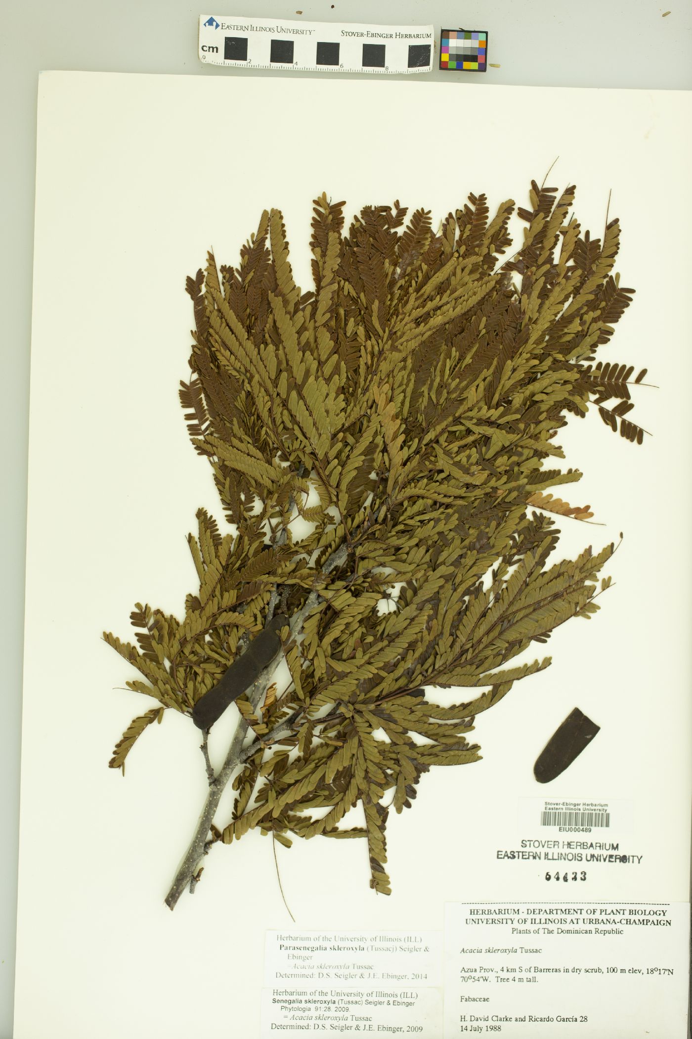 Senegalia angustifolia image