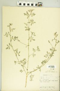 Dalea scandens var. paucifolia image