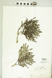 Peltophorum adnatum image