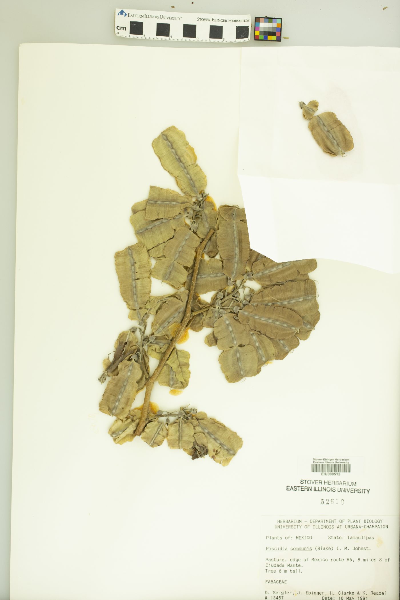 Piscidia communis image