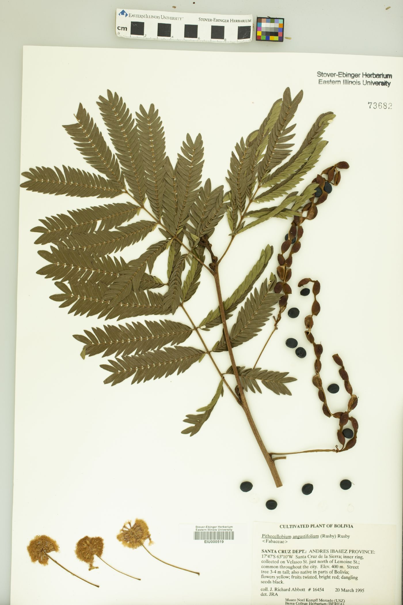 Cojoba chazutensis image