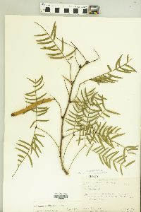 Prosopis glandulosa image