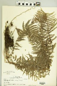 Blechnum occidentale image