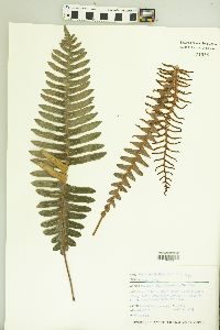 Blechnum discolor image