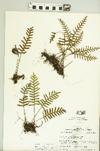 Pleopeltis polypodioides image